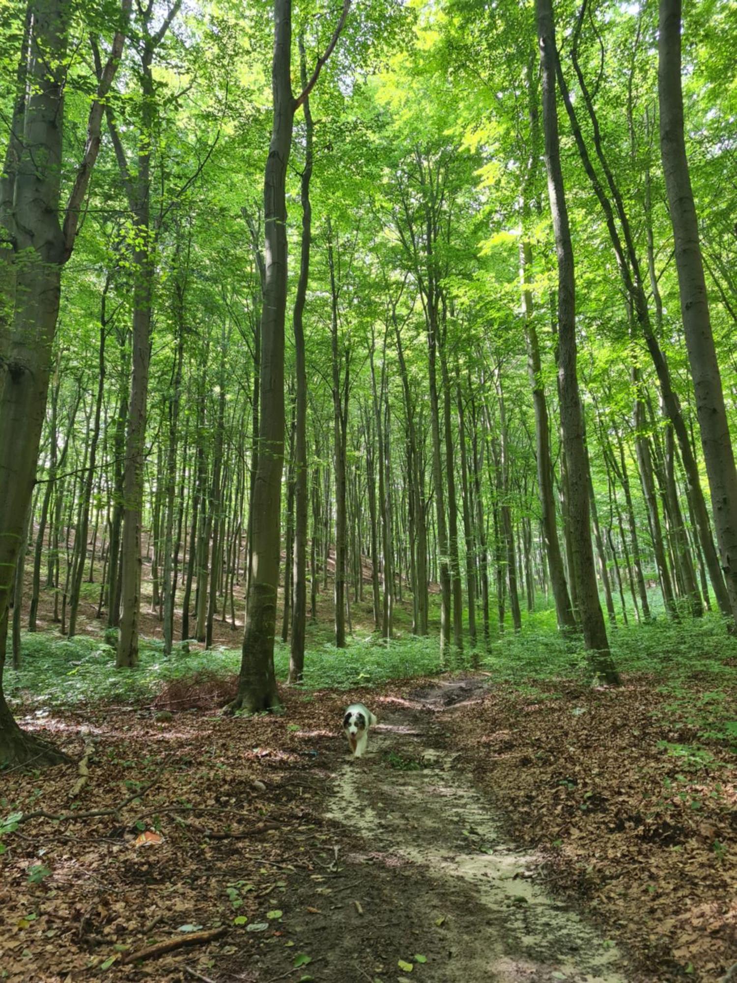 Wigwam Dom Z Basenem Na Kaszubach Villa Suleczyno Luaran gambar